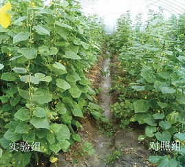 探索有机肥料 土壤的绿色动力之源